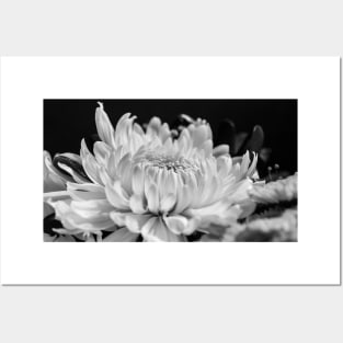 Bloom in Black and White Posters and Art